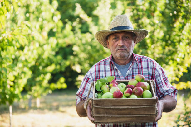 istock Senior Man With Basket Full Of Apples 1277212418