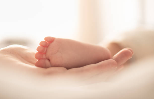Baby feet in mothers hand. Closeup of baby's little feet in mothers hand human foot stock pictures, royalty-free photos & images