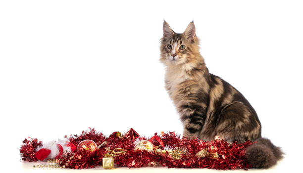istock Young Maine coon at Christmas 1277215101