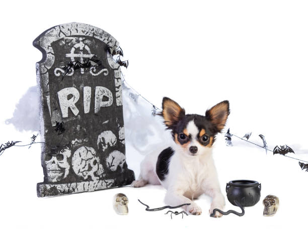 da chihuahua ad halloween con decorazioni lapidi - color image dog snake pets foto e immagini stock