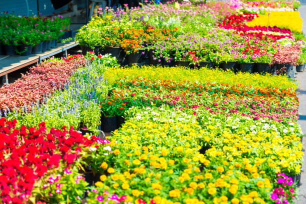 istock Flowers on flower market 1277215779