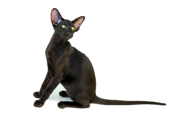 istock Black purebred oriental cat 1277215811