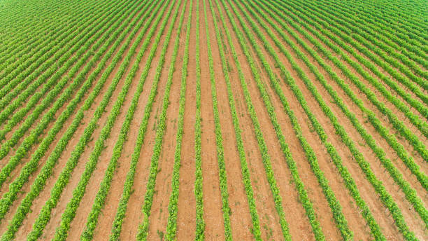 istock Flyover of huge vineyard 1277215868