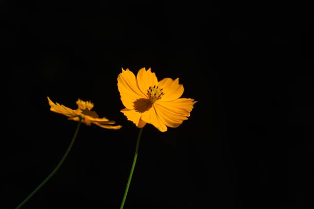 istock Golden cosmos (Cosmos sulphureus) and a butterfly 1277215893