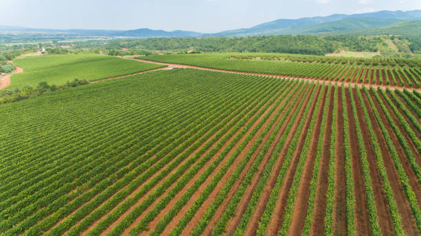 istock Drone shot over vineyards set in the rolling landscape 1277215999