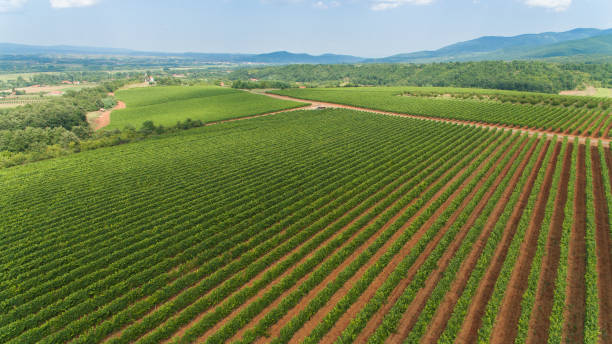 istock Aerial view of vineyard landscape 1277216166