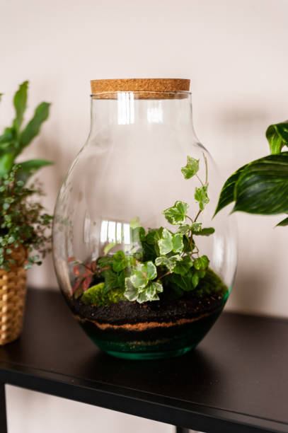 istock Beautiful jar with live forest with self ecosystem, terrarium, forest in a jar 1277218314