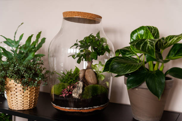 istock Beautiful jar with live forest with self ecosystem, terrarium, forest in a jar 1277218346