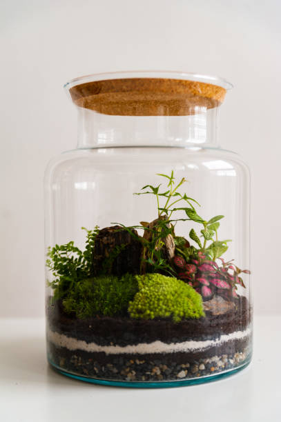 istock Beautiful jar with live forest with self ecosystem, terrarium, forest in a jar 1277218361