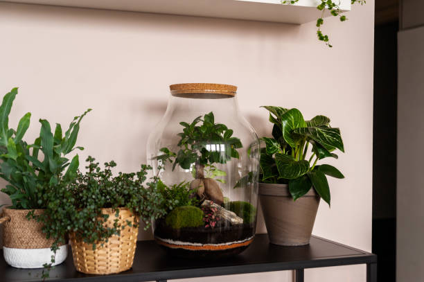 istock Beautiful jar with live forest with self ecosystem, terrarium, forest in a jar 1277218406