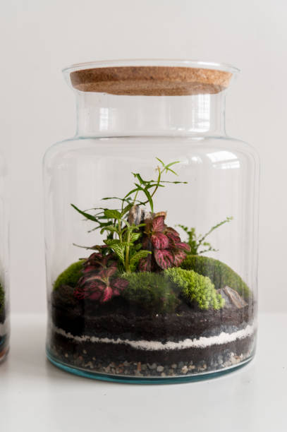 istock Beautiful jar with live forest with self ecosystem, terrarium, forest in a jar 1277218470