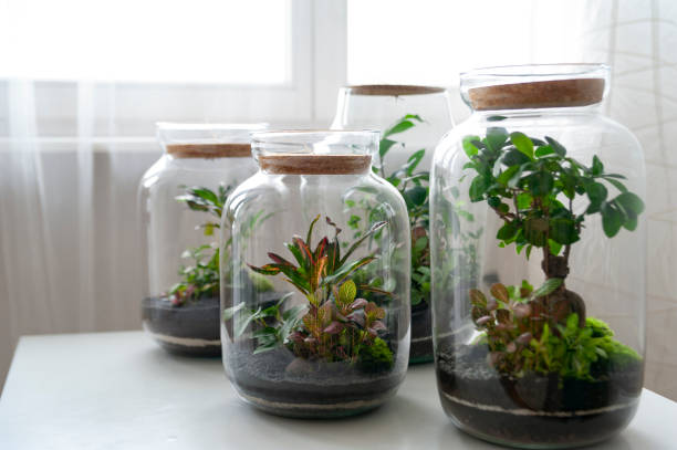 istock Beautiful jar with live forest with self ecosystem, terrarium, forest in a jar 1277219071