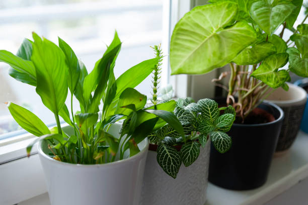 istock Beautiful jar with live forest with self ecosystem, terrarium, forest in a jar 1277219072