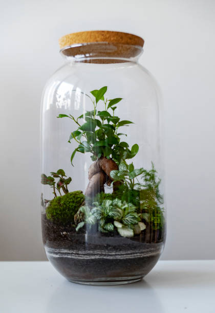 istock Beautiful jar with live forest with self ecosystem, terrarium, forest in a jar 1277219588