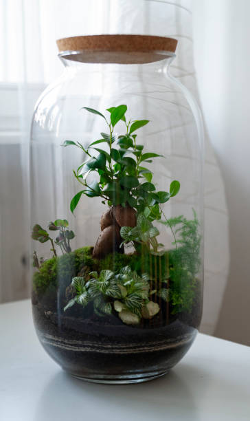 istock Beautiful jar with live forest with self ecosystem, terrarium, forest in a jar 1277219595