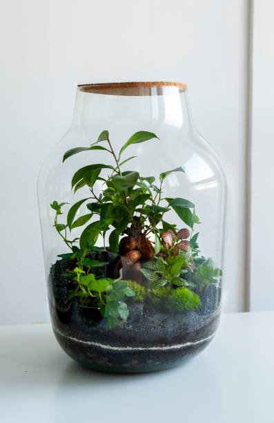 istock Beautiful jar with live forest with self ecosystem, terrarium, forest in a jar 1277219608