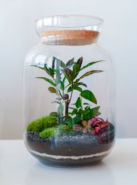 istock Beautiful jar with live forest with self ecosystem, terrarium, forest in a jar 1277219614