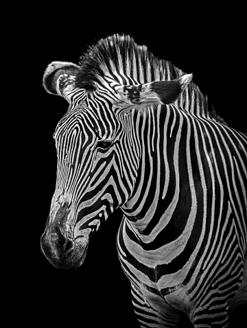 Closeup portrait of a zebra with black background