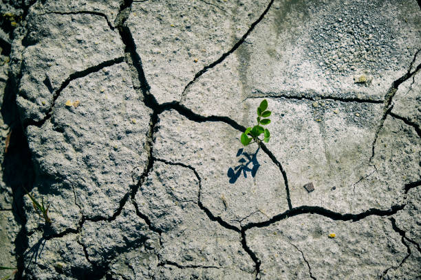 istock Plant on dry land, Global Warming Background 1277219954