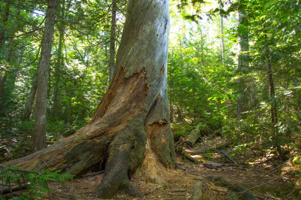 istock Summering Pines Sanctuary In Copper Harbor Michigan 1277219972