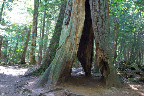 istock Summering Pines Sanctuary In Copper Harbor Michigan 1277219981