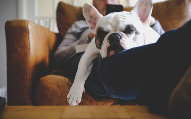 istock Relaxing with dog at home 1277220521