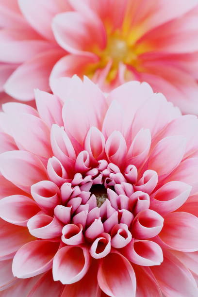 istock Dahlia in Japan 1277220768