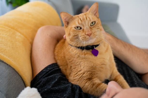 istock Man with a ginger cat at home 1277220769