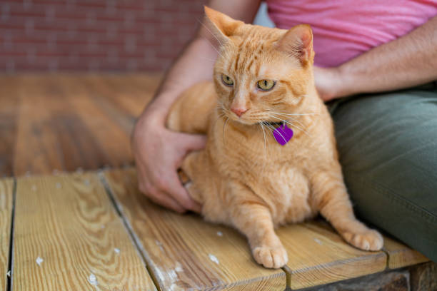 istock Man with a ginger cat at home 1277220791