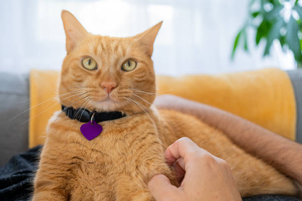 istock Man with a ginger cat at home 1277220826