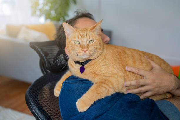 istock Man with a ginger cat at home 1277220865