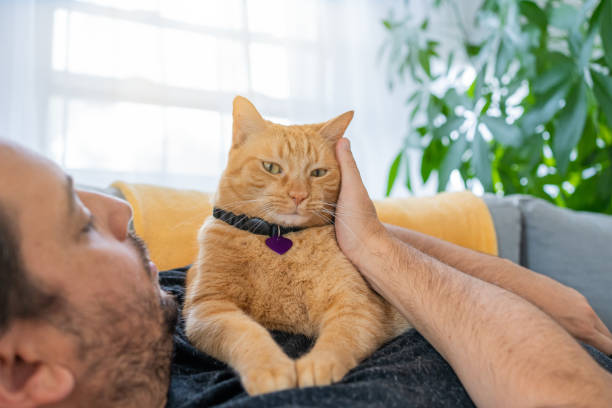 istock Man with a ginger cat at home 1277220879