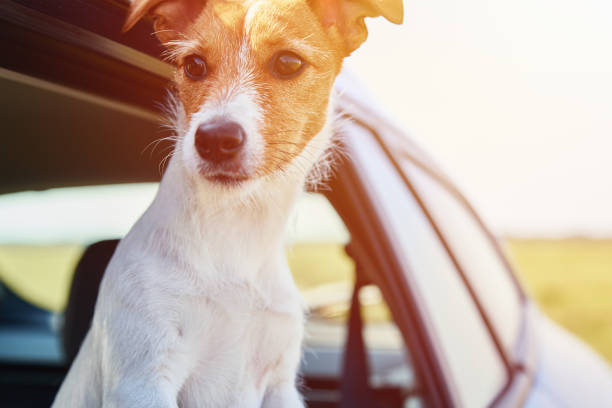 istock Dog looking out of car window. 1277220899