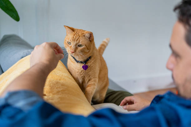 istock Man with a ginger cat at home 1277220914