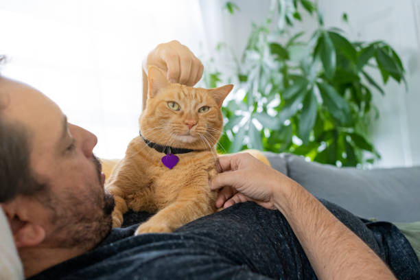 istock Man with a ginger cat at home 1277220961