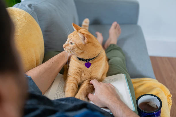 istock Man with a ginger cat at home 1277220973