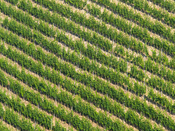 istock Vineyard diagonal pattern: Rows of grapevine on a steep hill in Italy 1277221699
