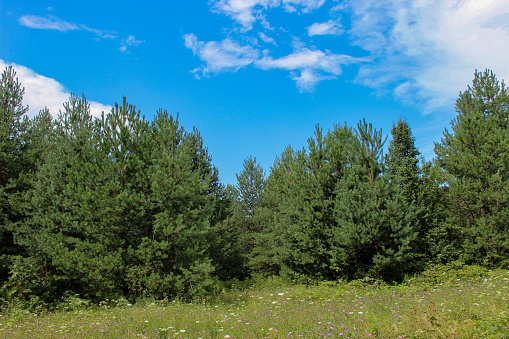 Pine forest with a meadow in front. Summer. Forests of Bosnia and Herzegovina.