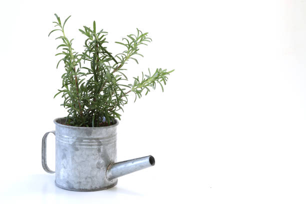 Rosemary spices isolated over a  white background