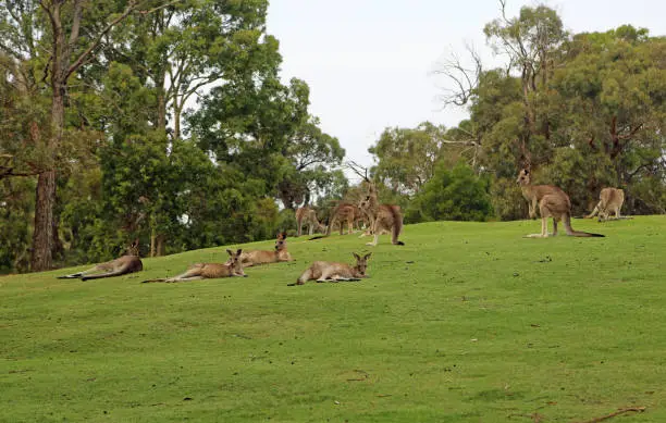 Photo of Kangaroo mob resting