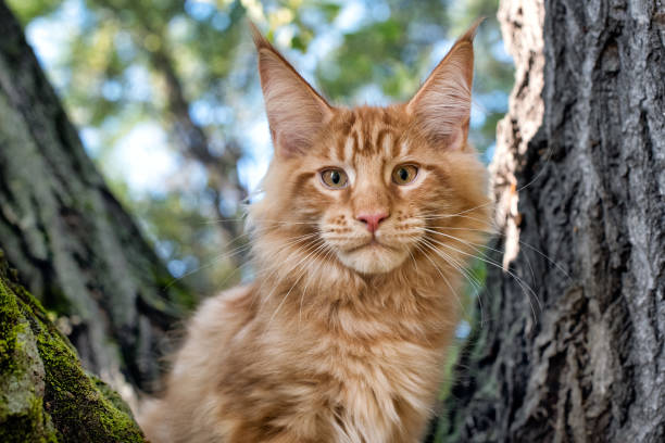 istock A big red maine coon kitten sitting on a tree. 1277222981