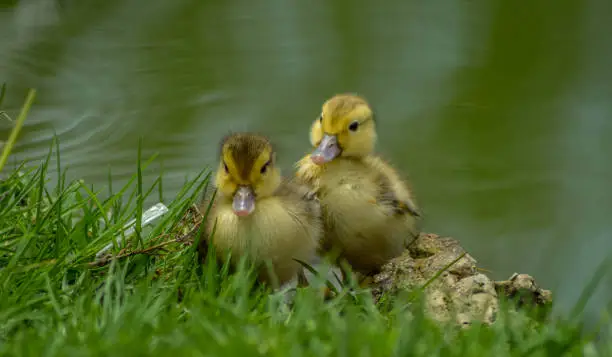 Cute adorable mallard duckling in a pond at a farm South Africa