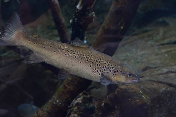 istock Scyliorhinus canicula Cantabrian sea. 1277224534
