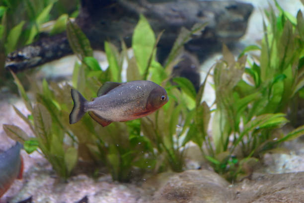 istock small saltwater fish swimming among the plants 1277225644