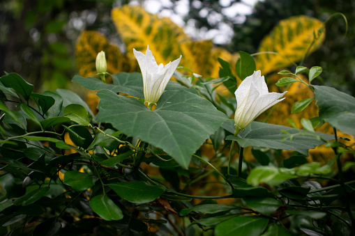 Coccinia grandis or coccinia cordifolia cogn in the cucurbitaceae family