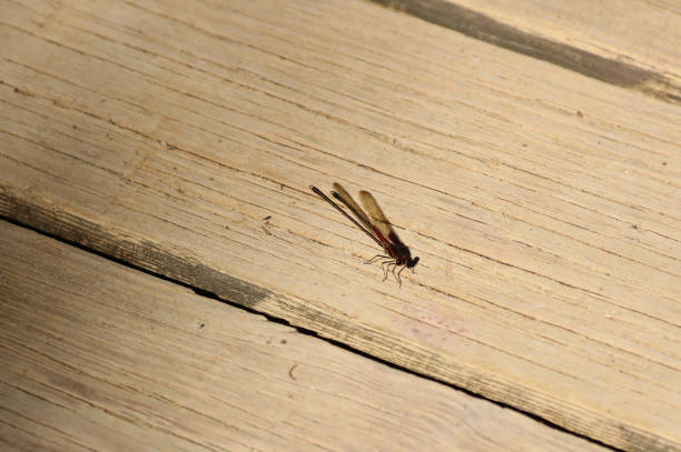 Damsel fly on wooden plank