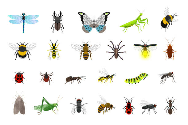 illustrations, cliparts, dessins animés et icônes de collection d’insectes mignons. dessin animé petits coléoptères colorés et chenilles, insectes et papillon - ladybug insect isolated nature