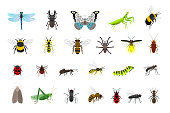 Cute insects collection. Cartoon small colorful beetles and caterpillars, bugs and butterfly