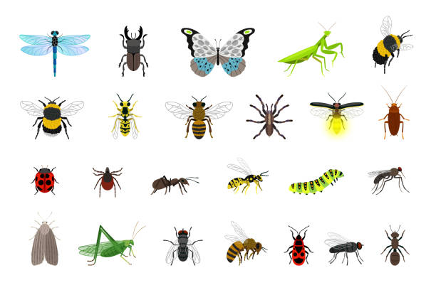 Cute insects collection. Cartoon small colorful beetles and caterpillars, bugs and butterfly Cute insects collection. Cartoon small colorful beetles and caterpillars, bugs and butterfly, vector illustration of creatures of science entomology isolated on white background insect stock illustrations