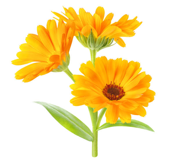 istock Calendula officinalis (marigold) plant isolated on white 1277227255